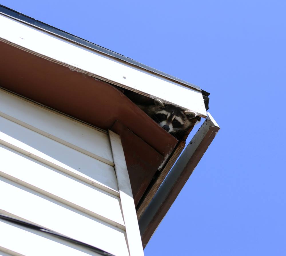 How Do Raccoons Get into Attics? Raccoon Damage to Roof